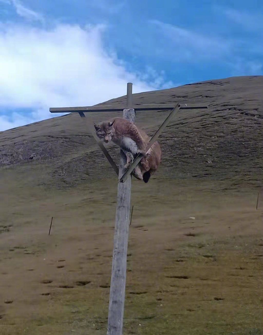 乐鱼体育-关于姑苏雪豹队鏖战江畔暴熊队,射击常规赛惊险晋级,核心复出即建功。观赏性拉满的信息